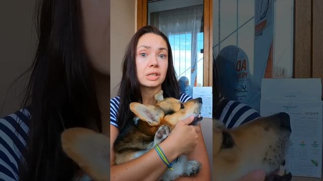 #дрессировкасобак #корги #собака #собачьяжизнь