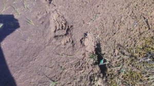 2023 год Август. Большой Кумикуш. 33