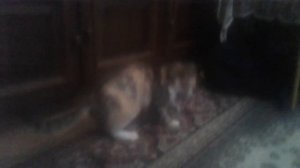 Кошка ловит мышку