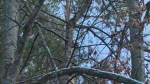 Прогулка по парку .