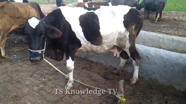 Desi Formula for Fattening of weak Animals, Cow, Buffalo, Bakra,Goat ll Kamzor Janwaron ko Mota krn