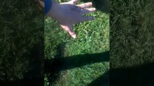 Пес бегает за хозяином и не даёт ему покоя