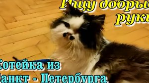 Ищу добрые руки. Ласковый котейка из Санкт-Петербурга.