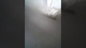 Как я провожу день і моя собака чуть не потерялась