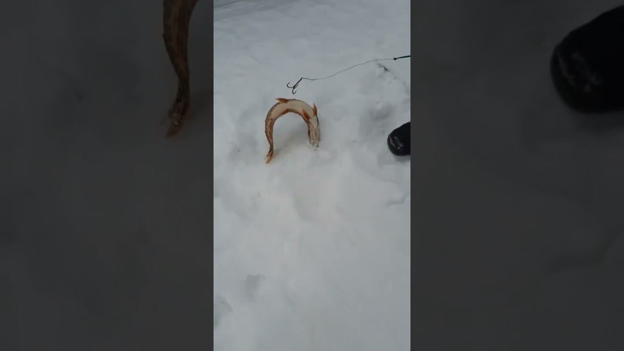 щупак попался на самоловку, щука #shorts #fishing #щука #рыбалка смотреть онлайн