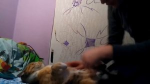 Игра в ладоши