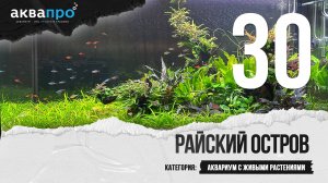 30. Райский остров. Аквариум с живыми растениями