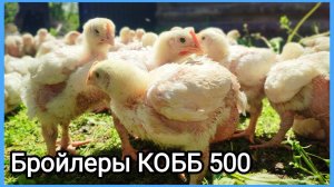 Доделал вольер для бройлеров, цыплята переехали)))