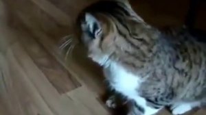 коту дали валерьянку , смешное про котов