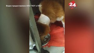 В Мелекесском районе собаку чуть не убили из-за курицы