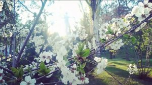 Песня «Журавли» на индонезийском языке.