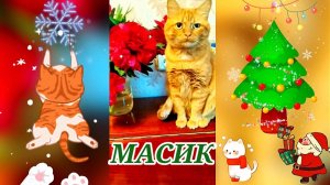 Меня зовут Масик Покутний-Недогарский