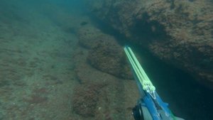 Подводная охота на горбыля осенью