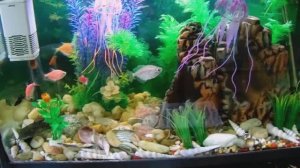 Содержание и Уход за Меченосцами, Гуппи, Малинезиями, Карамельками и Сомами в Самодельном Аквариуме