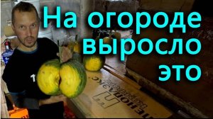 Ночное огородничество и первые обитатели подвала старого нового дома