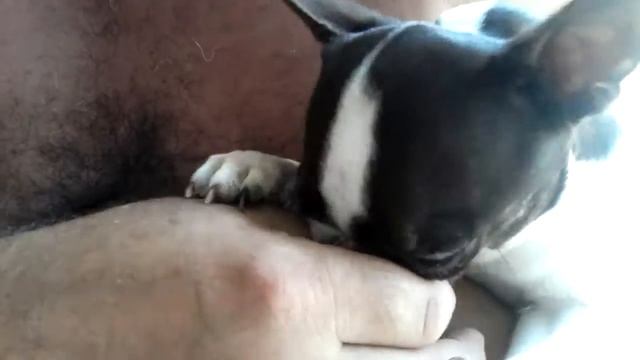 Самая злая В МИРЕ СОБАКА.ЧИХ.ТЕРИ. смотреть онлайн