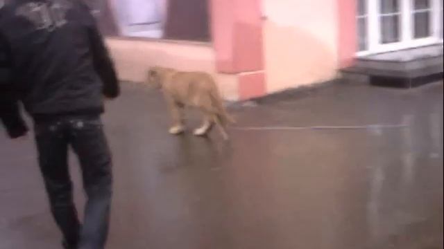 Тигр в Уссурийске.wmv смотреть онлайн