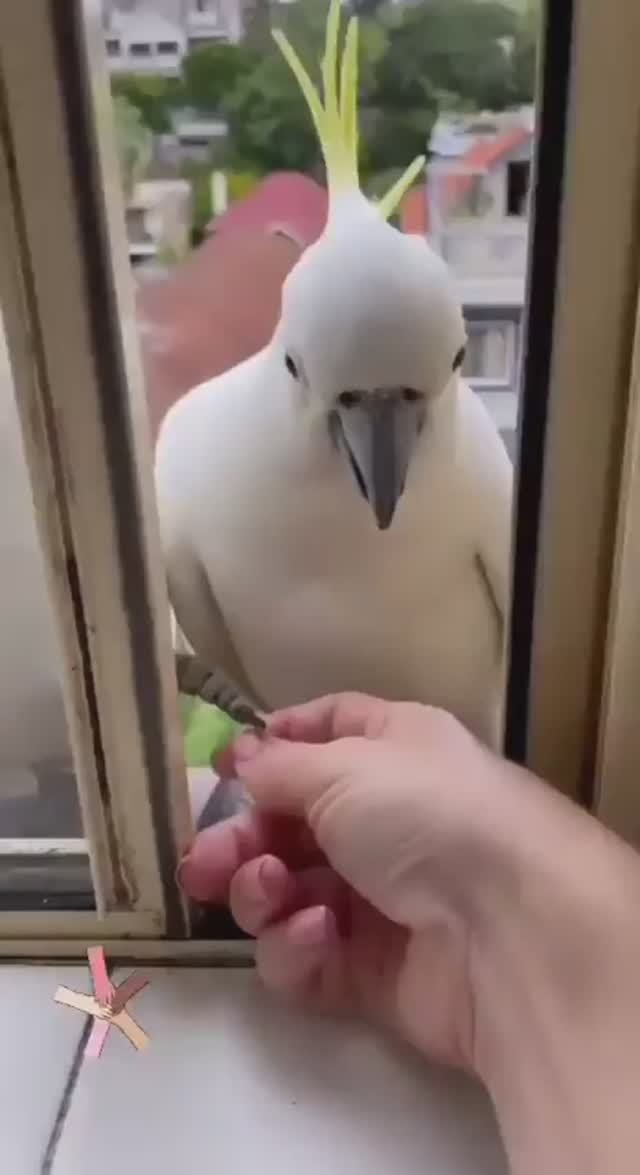 Приколюшки