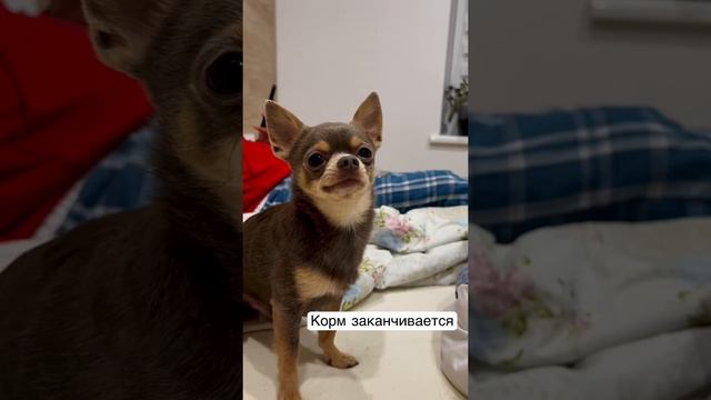 Лёня аллергик. Сейчас проблемы с поставками нашего корма. Подскажите, чем кормите своих питомцев? смотреть онлайн