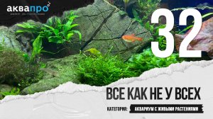 32. Все как не у всех. Аквариум с живыми растениями