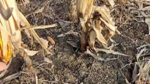 УБОРКА КУКУРУЗЫ В ИСКРЕ | РАЗБОР ГИБРИДОВ