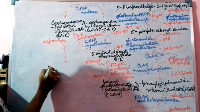 Biochemistry  Protein metabolism de novo Purine synthesisFOOD TECH GATE-XL