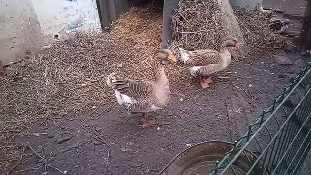 Не так сталося як гадалося. Продам гусака. смотреть онлайн