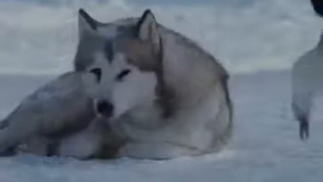 Любовь и преданность собак смотреть онлайн