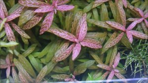 Hygrophila polysperma 'Rosanervig' (ハイグロ ロザエ tropica)