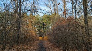 Прогулка по сосновому бору, 20 ноября
