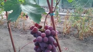 Виноград Памяти учителя.