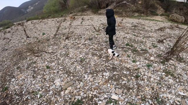 Прогулка собак) смотреть онлайн