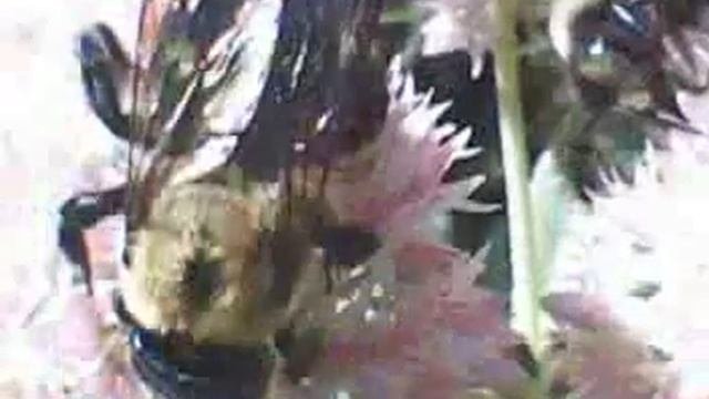 Bumble Bee Song