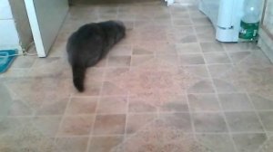 Моя кошка охотится на муху 😊