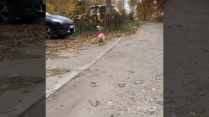 Осторожно! Злая собака!