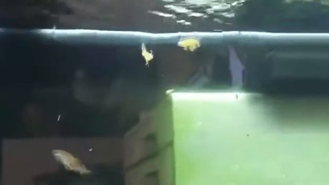 Pseudomugil paskai (luminatus) parade смотреть онлайн