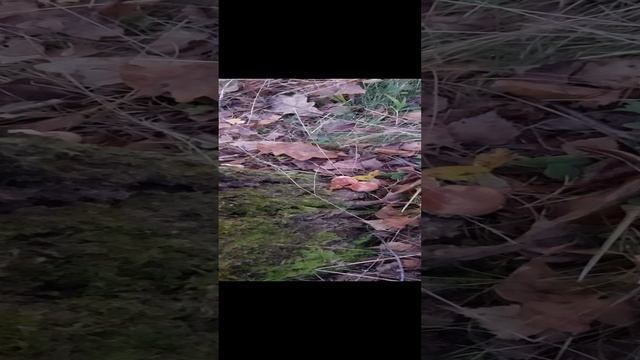 Как же нам повезло в лесу Козьи Горы. Маслята, Мокрухи на каждом шагу.