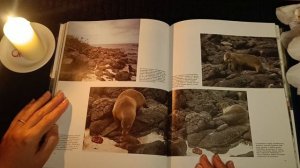 ASMR reading / АСМР чтение / шёпот / whisper / flipping