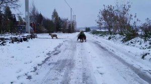 Робби и Серый 3 месяца