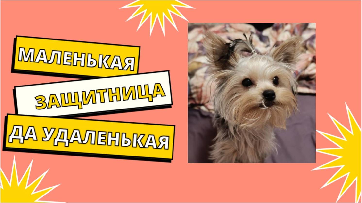 Маленькая, да удаленькая/Защитница/Йоркширский терьер Кики