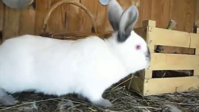 Крол 4 месяца от роду. смотреть онлайн