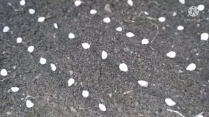 Помидор кочатлари етиштириш сирлари Pomidor yetishtirish sirlari.