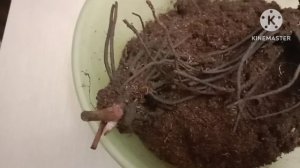 Зимняя закупка новых растений в сад. Ни как не остановлюсь...:)