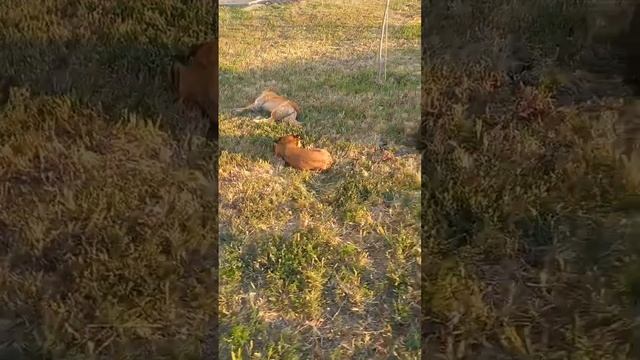 #собаки #жизньбеззабот #сон #вечер #отдых #наслаждение #сытыйсон #жизнь #кабели смотреть онлайн