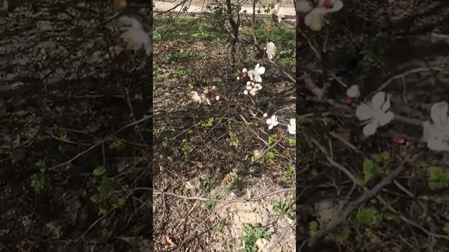 WhatsApp Video 2023 10 31 at 11 06 13 смотреть онлайн