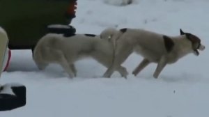 Собачья любовь