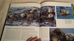 ASMR reading / АСМР чтение / шёпот / whisper / flipping