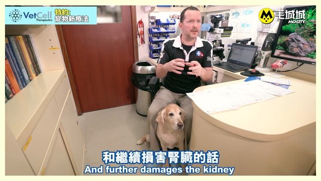 【寵物新療法】幹細胞逆轉年老狗狗腎衰竭