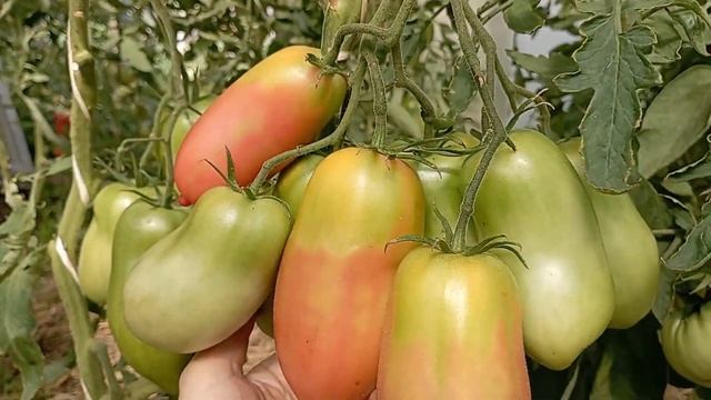 Начался массовый сбор помидоров. Обзор некоторых томатов. смотреть онлайн