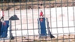 Тум балалайка -  поёт Элечка